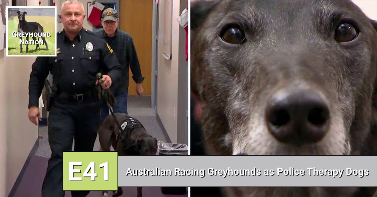 Australian Racing Greyhounds as Police Therapy Dogs Greyhound Nation